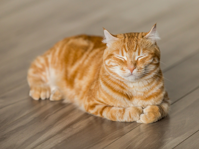 猫のリフォーム
