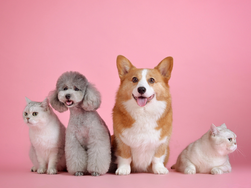 犬と猫のリフォーム